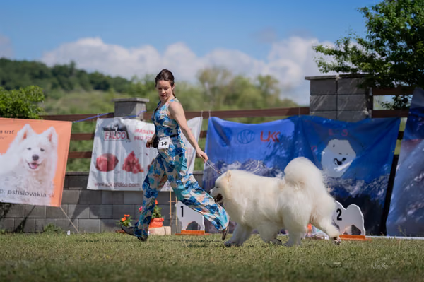 Samojed klub SK – 8. května 2026