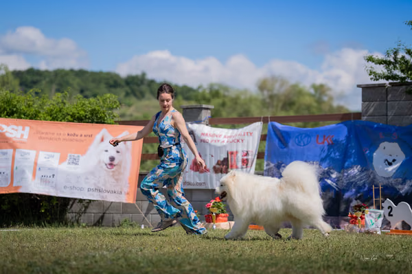 Samojed klub SK – 8. května 2026