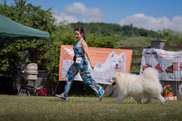 Samojed klub SK – 8. května 2026