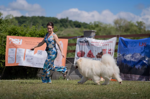 Samojed klub SK – 8. května 2026