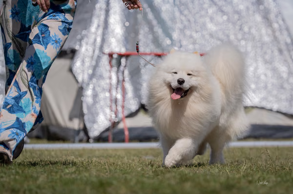Samojed klub SK – 8. května 2026