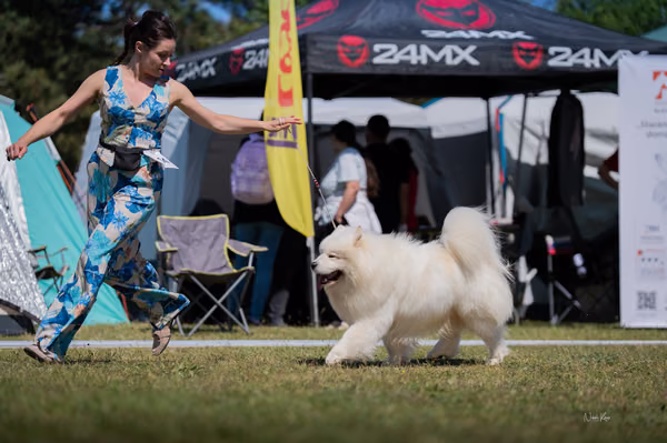 Samojed klub SK – 8. května 2026