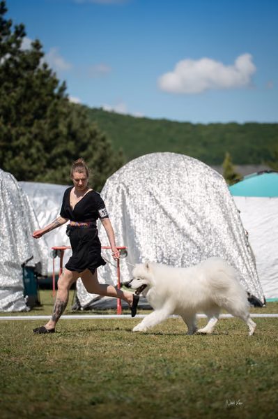 Samojed klub SK – 8. května 2026
