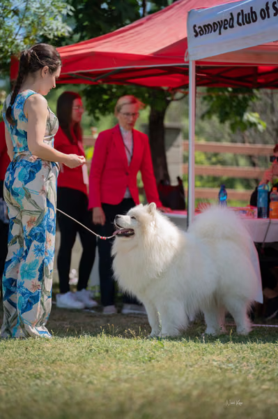 Samojed klub SK – 8. května 2026