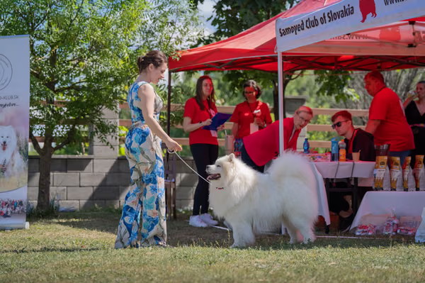 Samojed klub SK – 8. května 2026