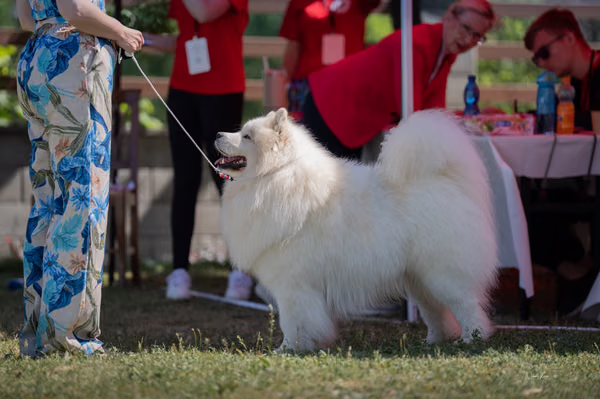 Samojed klub SK – 8. května 2026