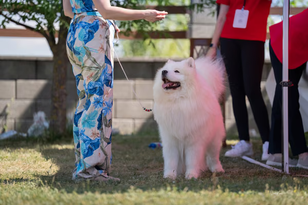 Samojed klub SK – 8. května 2026