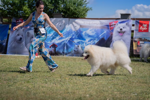 Samojed klub SK – 8. května 2026