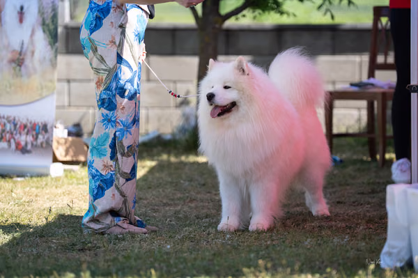 Samojed klub SK – 8. května 2026