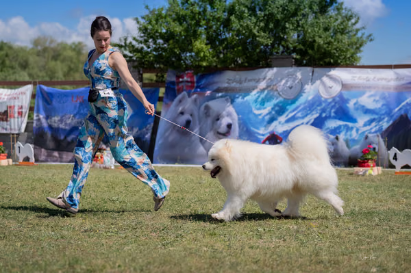 Samojed klub SK – 8. května 2026