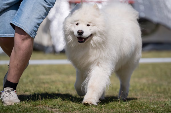 Samojed klub SK – 8. května 2026