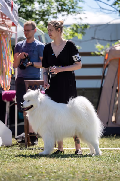 Samojed klub SK – 8. května 2026