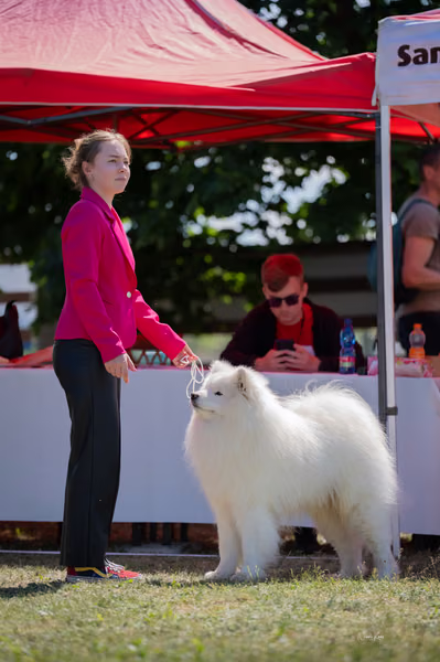 Samojed klub SK – 8. května 2026