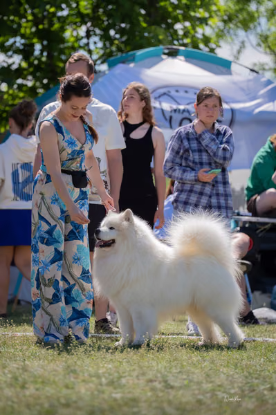 Samojed klub SK – 8. května 2026