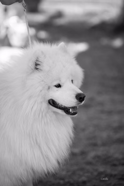 Samojed klub SK – 8. května 2026