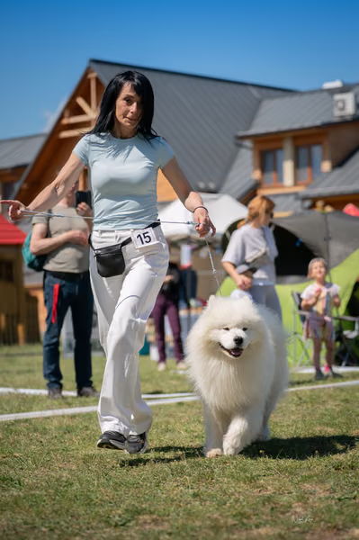 Samojed klub SK – 8. května 2026