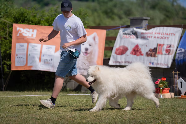 Samojed klub SK – 8. května 2026