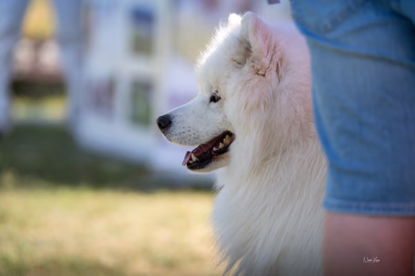 Samojed klub SK – 8. května 2026
