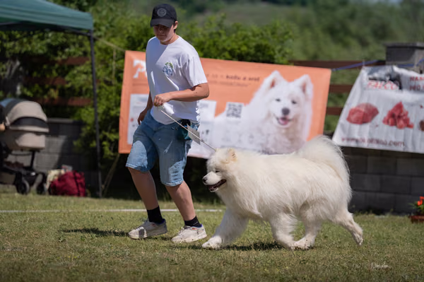 Samojed klub SK – 8. května 2026