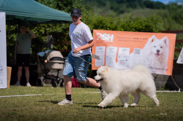 Samojed klub SK – 8. května 2026