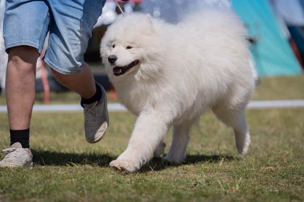 Samojed klub SK – 8. května 2026