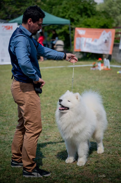 Samojed klub SK – Champion