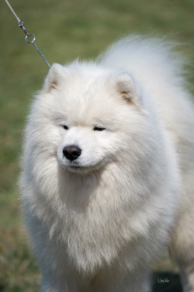 Samojed klub SK – Champion