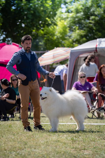 Samojed klub SK – 8. května 2026