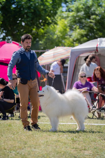 Samojed klub SK – 8. května 2026