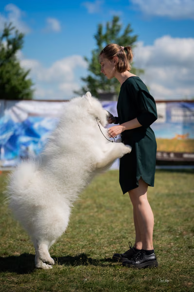 Samojed klub SK – 8. května 2026