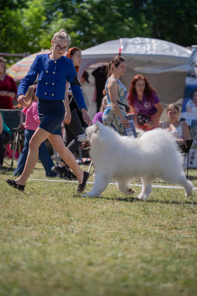 Samojed klub SK – 8. května 2026