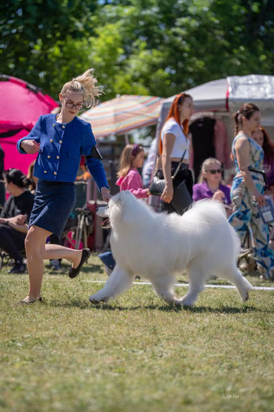 Samojed klub SK – 8. května 2026
