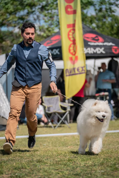 Samojed klub SK – Champion
