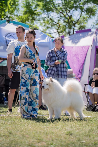 Samojed klub SK – 8. května 2026