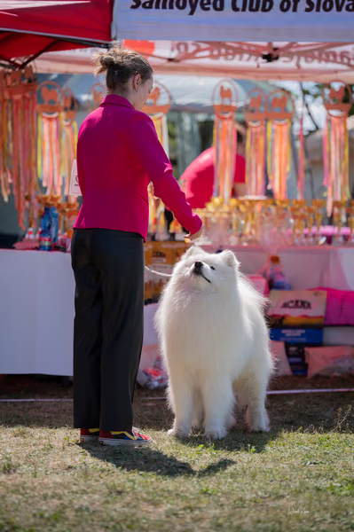 Samojed klub SK – 8. května 2026