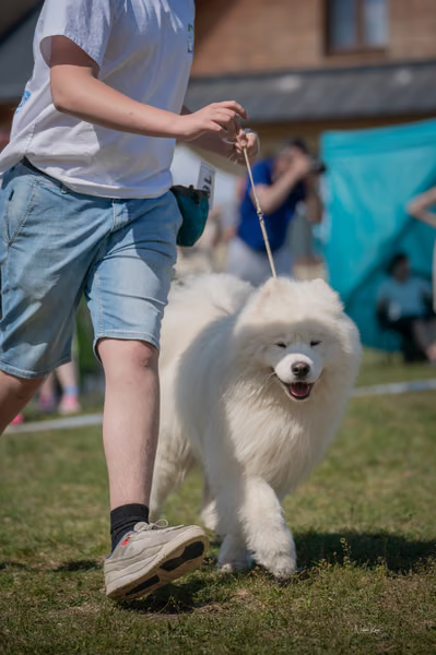 Samojed klub SK – 8. května 2026