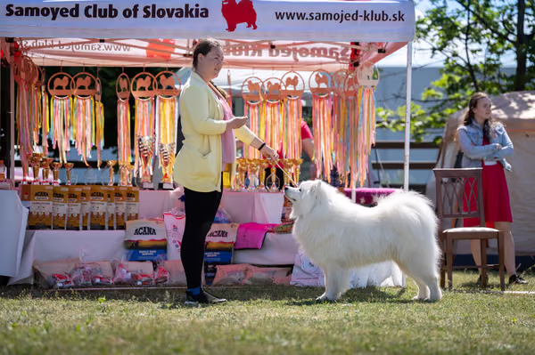 Samojed klub SK – 8. května 2026