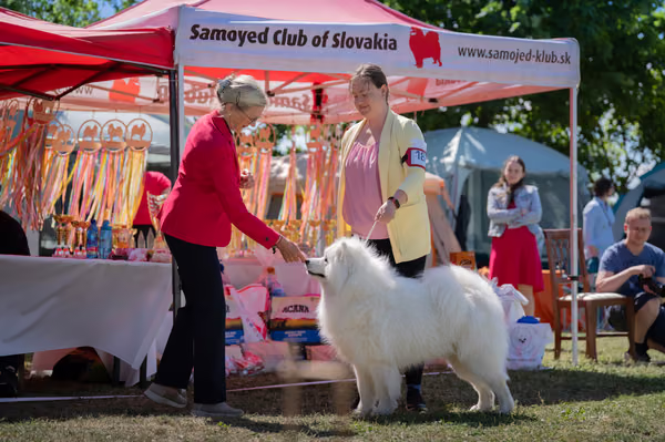 Samojed klub SK – 8. května 2026