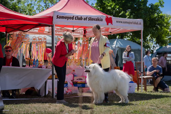 Samojed klub SK – 8. května 2026