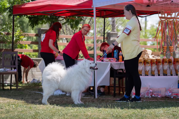 Samojed klub SK – 8. května 2026