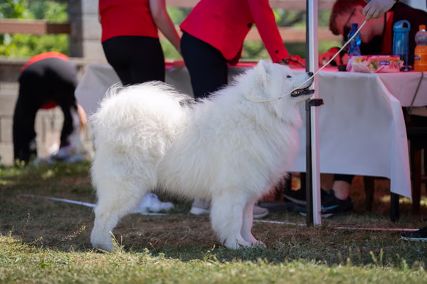 Samojed klub SK – 8. května 2026