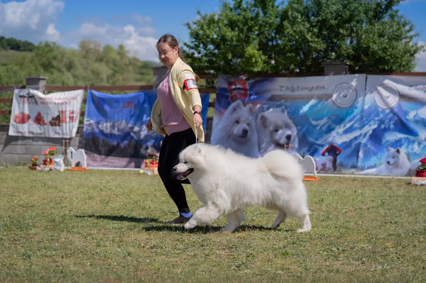 Samojed klub SK – 8. května 2026