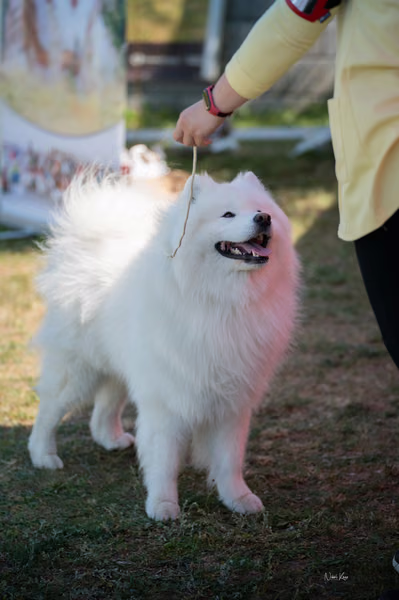 Samojed klub SK – 8. května 2026