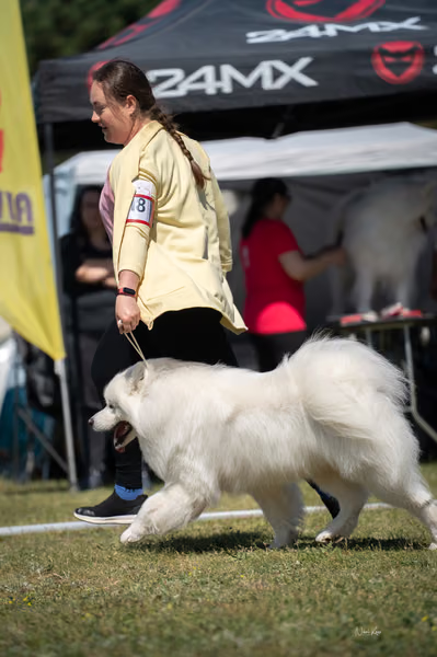 Samojed klub SK – 8. května 2026