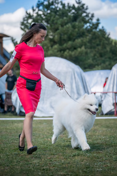Samojed klub SK – Champion