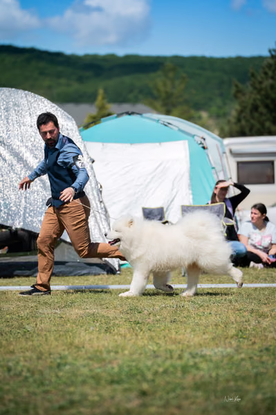 Samojed klub SK – Champion
