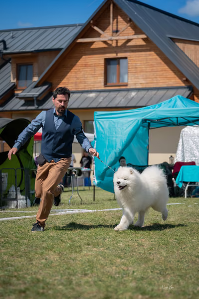 Samojed klub SK – Champion