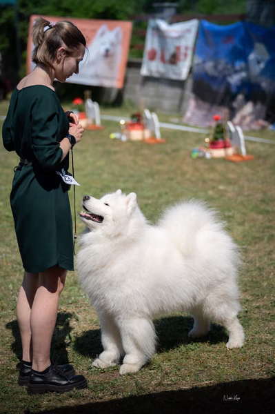Samojed klub SK – Champion