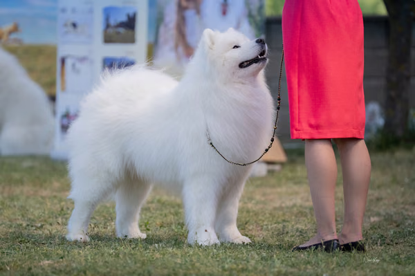 Samojed klub SK – Champion