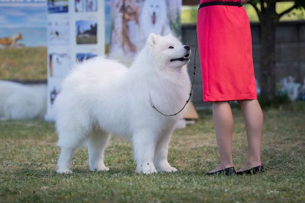Samojed klub SK – Champion